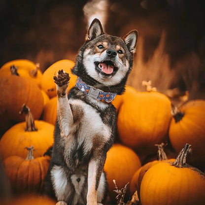 Fall Pumpkin Latte Print Adjustable Heavy-Duty Small Dog Collar with Metal Buckle, XS Size