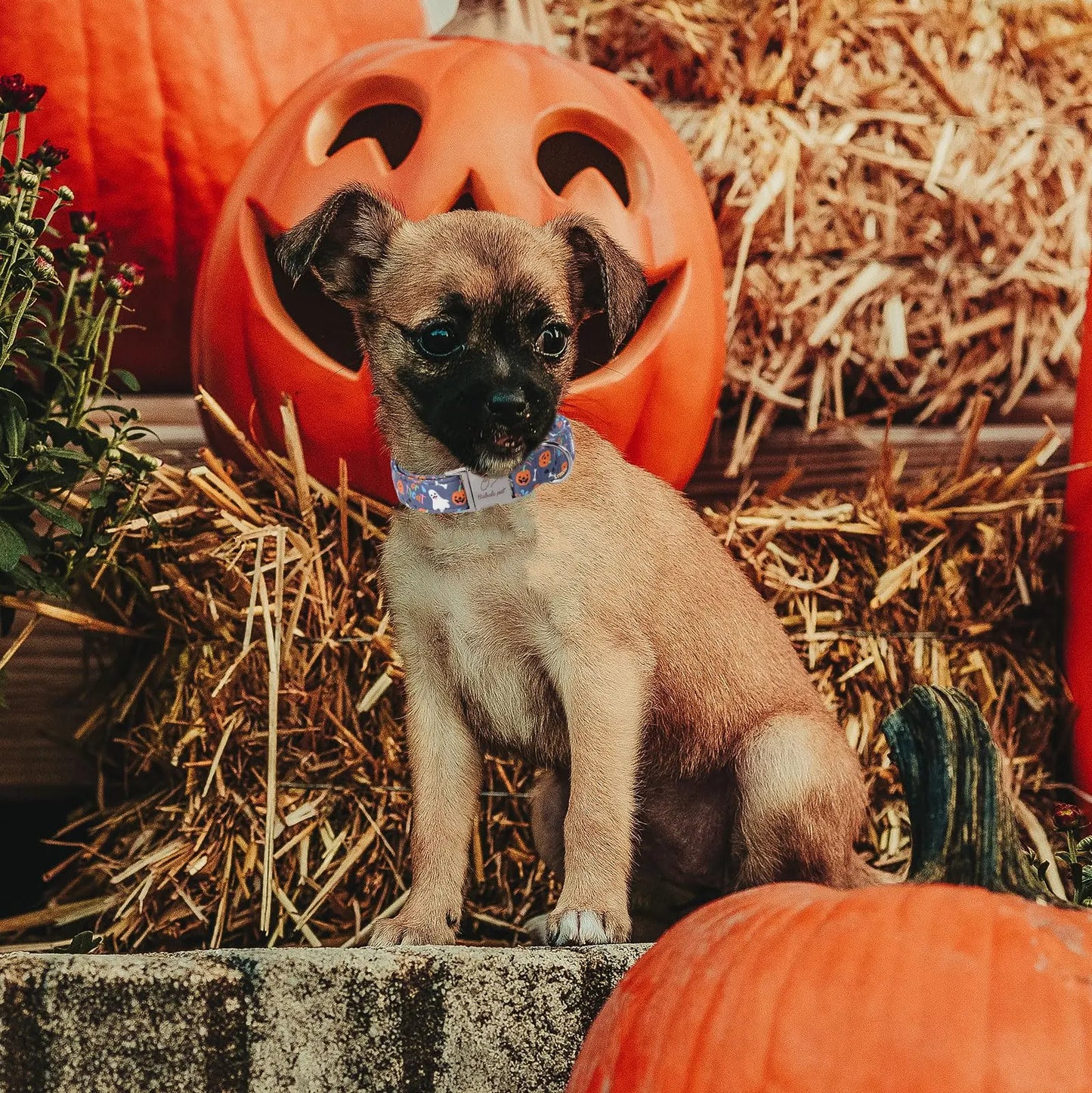 Fall Pumpkin Latte Print Adjustable Heavy-Duty Small Dog Collar with Metal Buckle, XS Size